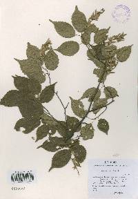 Carpinus laxiflora image