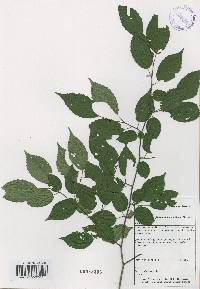 Carpinus laxiflora image