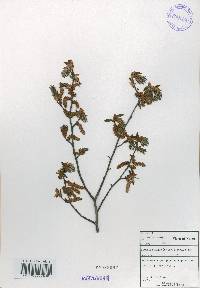 Carpinus laxiflora image