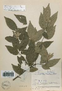 Carpinus tschonoskii image