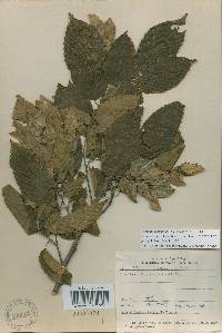 Carpinus tschonoskii image