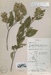 Carpinus tschonoskii image