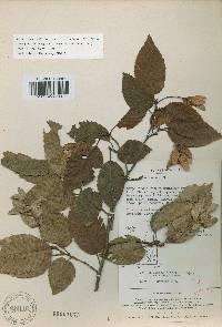 Carpinus tschonoskii image