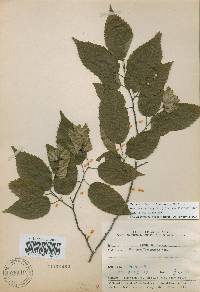 Carpinus tschonoskii image