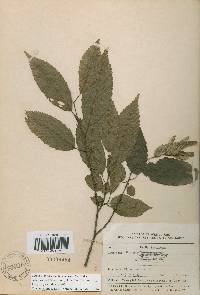 Carpinus tschonoskii image