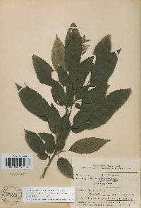 Carpinus tschonoskii image