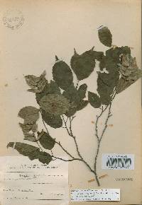 Carpinus tschonoskii image