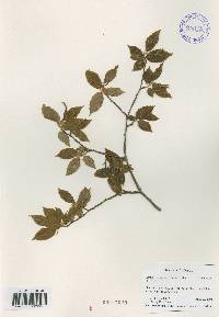 Carpinus tschonoskii image