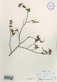 Carpinus tschonoskii image