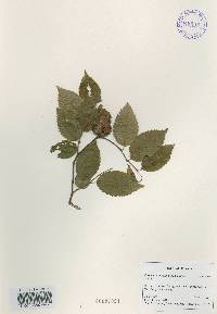 Carpinus tschonoskii image