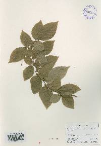 Carpinus tschonoskii image