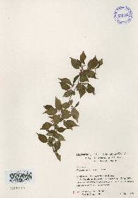 Carpinus tschonoskii image