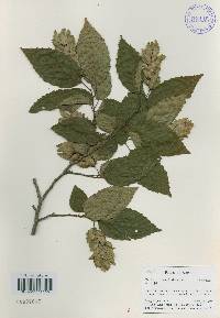 Carpinus tschonoskii image