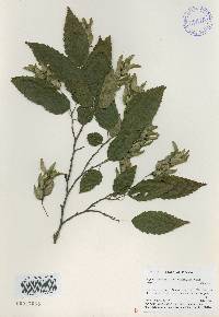 Carpinus tschonoskii image