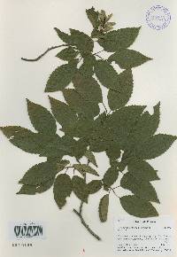 Carpinus tschonoskii image
