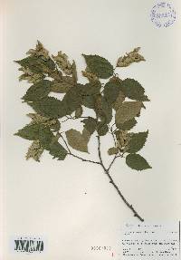 Carpinus tschonoskii image