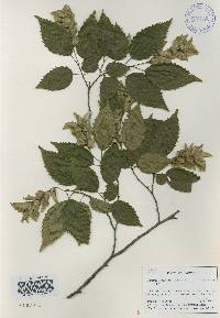 Carpinus tschonoskii image