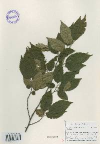 Carpinus tschonoskii image