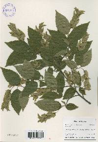 Carpinus tschonoskii image