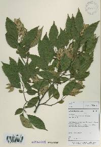 Carpinus tschonoskii image