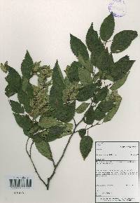 Carpinus tschonoskii image