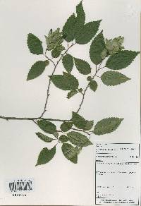 Carpinus tschonoskii image