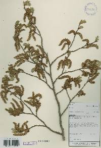 Carpinus tschonoskii image