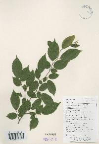 Carpinus tschonoskii image