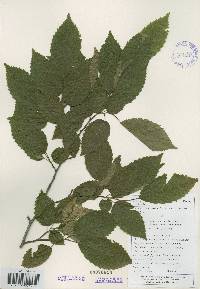 Carpinus tschonoskii image