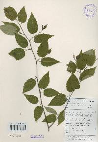 Carpinus tschonoskii image