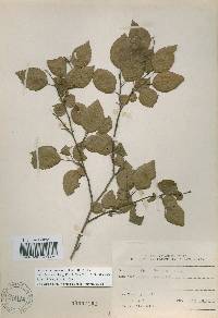 Carpinus turczaninovii image