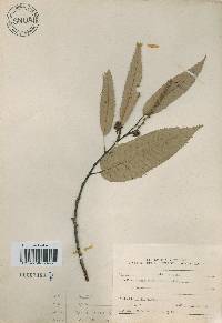 Castanea crenata image