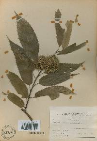 Castanea crenata image