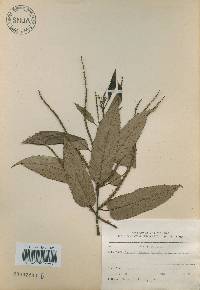 Castanea crenata image
