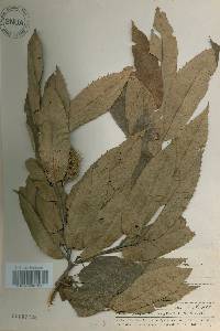 Castanea crenata image