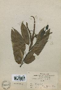 Castanea crenata image