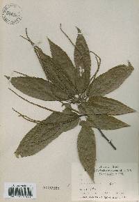 Castanea crenata image