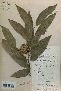 Castanea crenata image