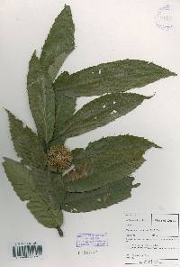 Castanea crenata image