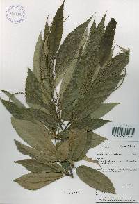 Castanea crenata image