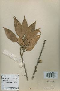 Castanopsis cuspidata image