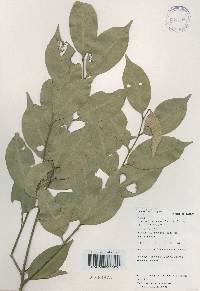 Castanopsis cuspidata image