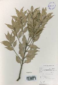 Castanopsis cuspidata image