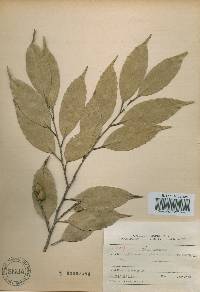 Castanopsis sieboldii image