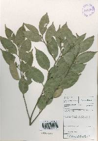 Castanopsis sieboldii image