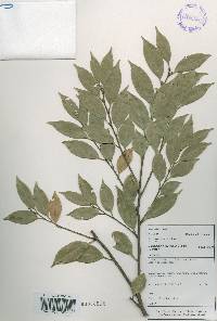 Castanopsis sieboldii image