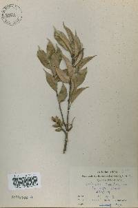 Castanopsis sieboldii image