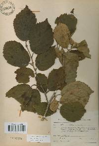 Corylus sieboldiana image