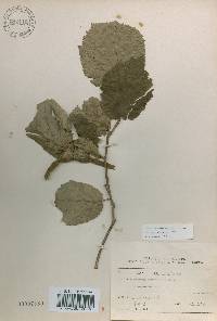 Corylus sieboldiana image