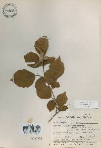 Corylus sieboldiana image